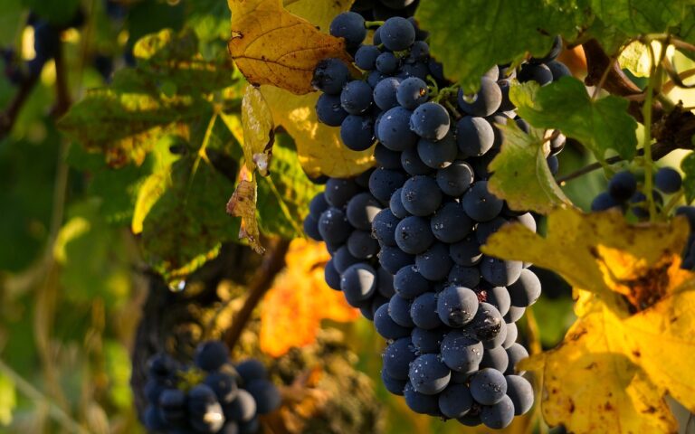 Alto Piemonte: La Nuova Ondata del Vino Italiano