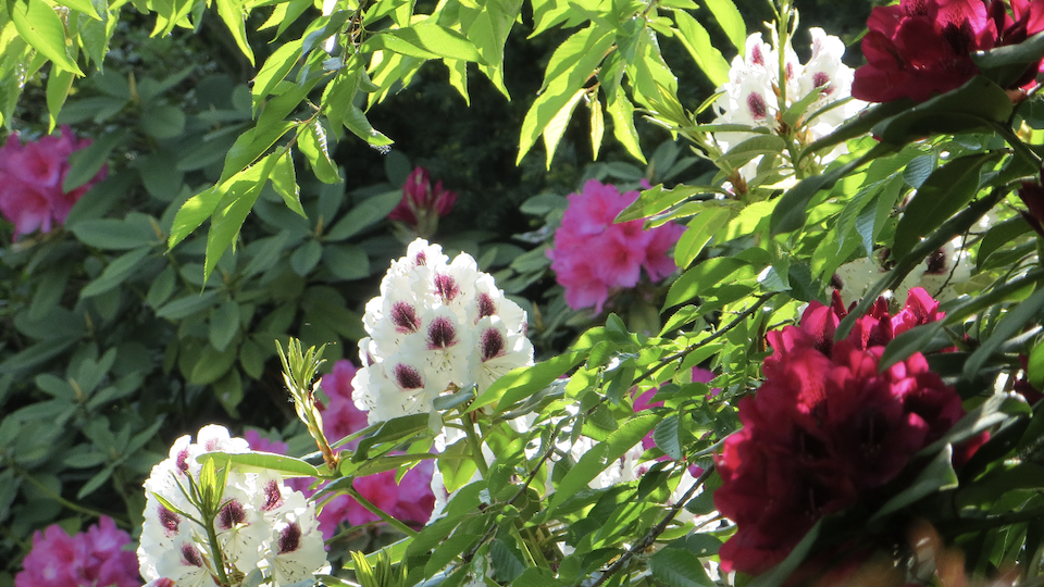 Giardini del Lago Baveno