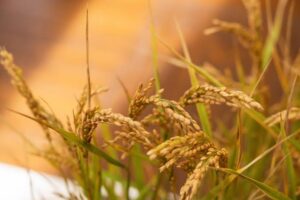 Risò 2026 a Vercelli, viaggio nel mondo dell’agricoltura piemontese